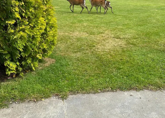 The Orchid Laune Bridge